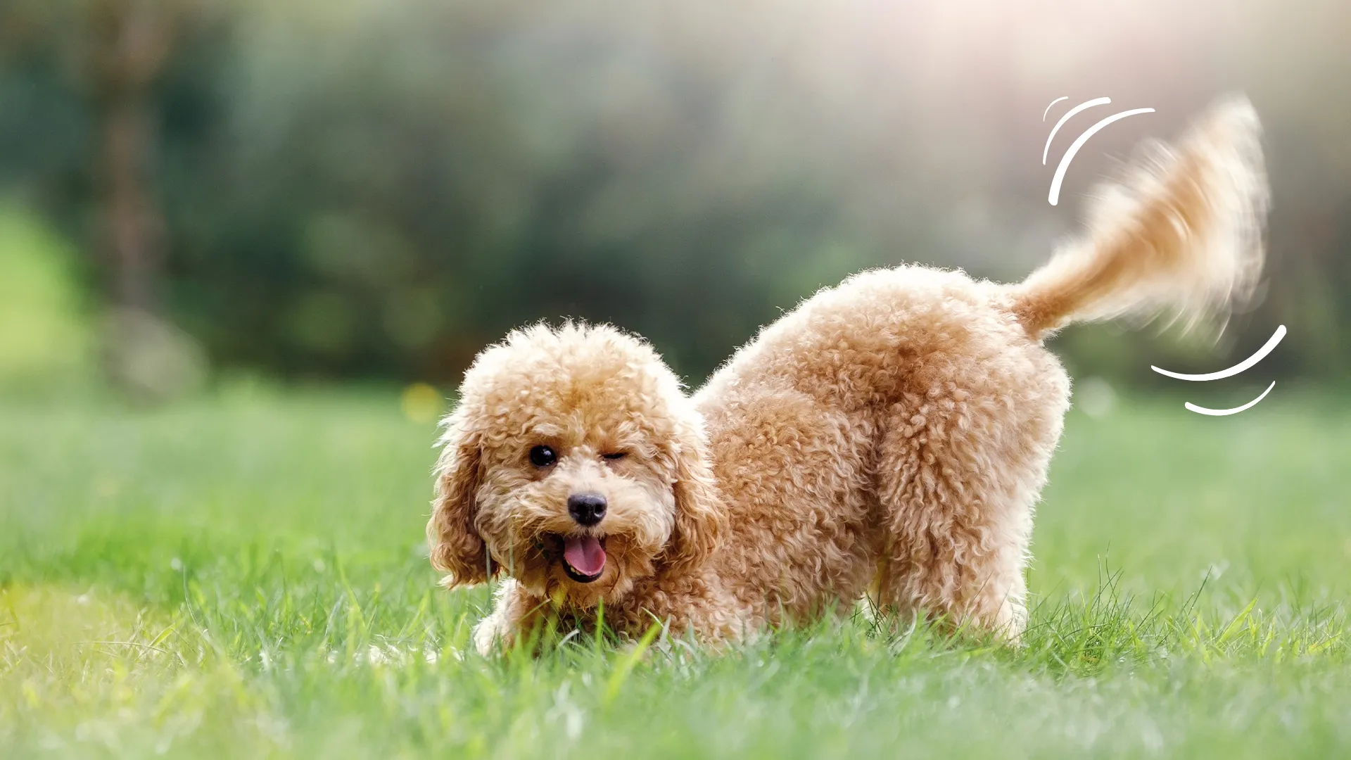 Understanding Your Dog’s Body Language