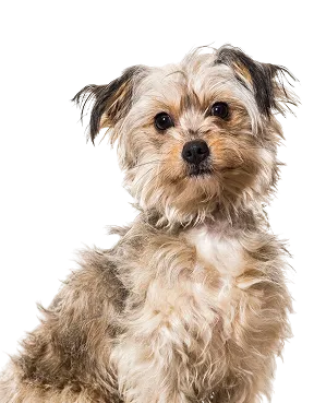 Small Breed Adult