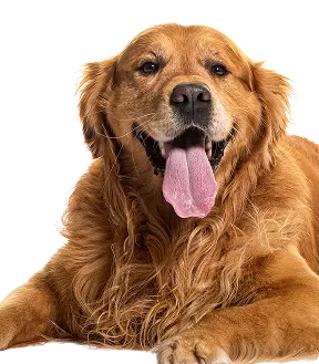 Medium & Large Breed Adult