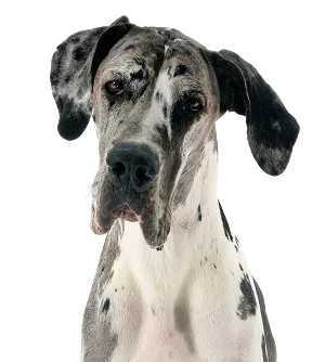 Giant Breed Adult